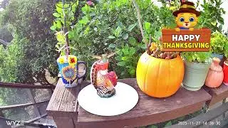 Hummingbirds Wishing You a Happy Thanksgiving during Unexpected Break, DIY Turkey Hummingbird Feeder