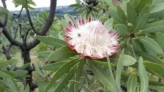 Life of a Protea  #protea #blooming #life #timelapse timelap