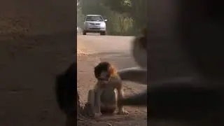 monkey mother thought that the car will hit its baby and protected the baby and ran-ai.