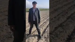 Люцерна 