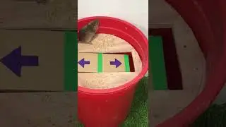 Easy glass mouse trap best idea for home #mousetrap #mouse #diy #rat