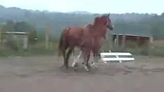 Brentano II colt, 2 months old