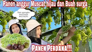 PANEN ANGGUR MUSCAT HIJAU DAN BUAH SURGA JUMBO || GAK NYANGKA HASILNYA MELIMPAH