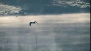 Bird Flying - Free Stock Creative Commons Video