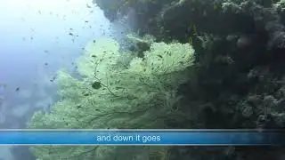 Diving the Red Sea in Hurghada Egypt 2010 - Cold Blood Divers