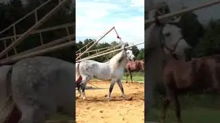 Aki donde el primo Entrena los caballos para las carreras 🐎🦮