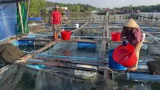 Fish Farm Life: Insane Feeding Frenzy! | Most Satisfying Fish Feeding Ever! |