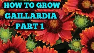 How to grow Gaillardia seeds part 1