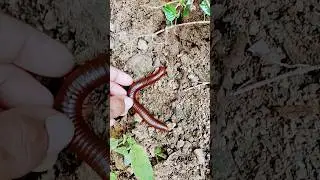 WE FOUND ITS NEST‼️ Hundreds of Millipedes Swarmed the Camera! #milipede