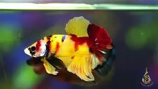 Nemo Yellow Base (Nice Form)✨ GRADE A+++ ✨