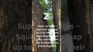 5 Squirrel Facts That Will Blow Your Mind! 🐿️🤯!! - Wildfacts Spot | Unique facts starts from 3