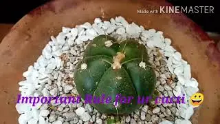 Important rule to make your cacti happy😊