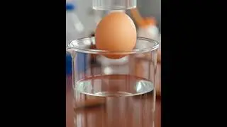 What happens if you add a little salt in the water containing a sunk egg?