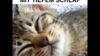 Schlafende katzen