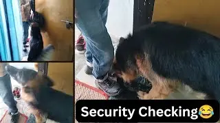 Security Checking😂🤣 #doglover #dog #funny #trending #viralvideo #viraldog #gsd #lovemydog #puppies