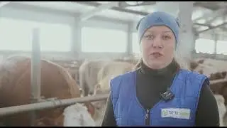 Murska 1000 Crimping bagger in dairy farm in Kazakhstan, the interview of the farm management.