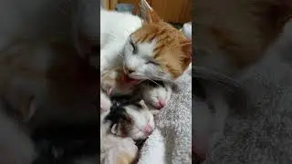&ldquo;The First Day of Love 💕 | 아기 고양이들이 세상에 온 첫날 🐾&rdquo;