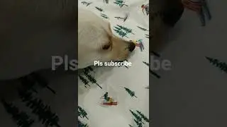 #shadow #puppy #dog #cute #edit #subscribe #fypシ #trollface #cyborg