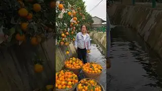 See oranges and want to eat, harvest natural oranges