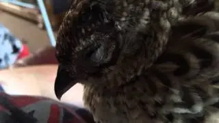 Cute Pheasant chick can't stay awake