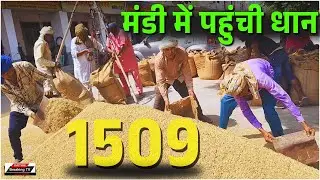कैथल मंडी में पहुंची 1509 जीरी, देखें क्या है रेट? @KaithalBreakingTV