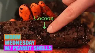 Worm Wednesday Feeding! Using peanut shells in the vermicompost bin