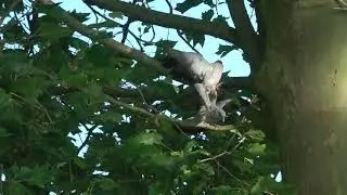 This is summer : Columba oenas Fight
