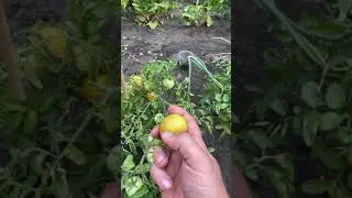Harvesting Tomatoes (when to do it)