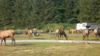 Roosevelt elk in Orick California