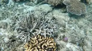 💙A swirl of tiny damselfishes dancing through a vibrant coral garden in Waigeo, Raja Ampat 🐠