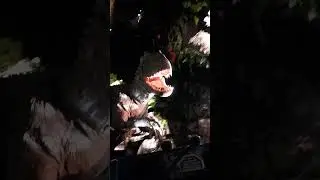 Being Chased by the Indominous Rex | Jurassic World Adventure at Universal Studios Beijing