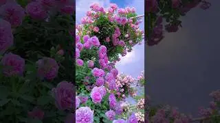 Paradise of rose// beautiful purple rose flowers garden (8/5)