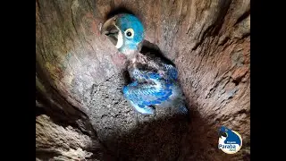 Hyacinth Macaw Program - Hyacinth Macaw Conservation Status in San Matias Protected Area.