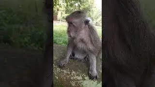 Tima loses her Group walking alone so pity. #jane #monkey #littlemonkey