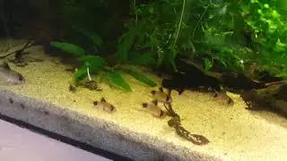 Pandacam1