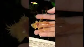 Bush Sayin Hi 👋🏼 to his Fans #polypterus#palmas#short#bristlenose#fish#pleco#albino#bichir#piranha