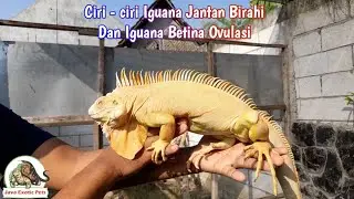Ciri ciri Iguana Jantan Birahi & Betina Ovulasi