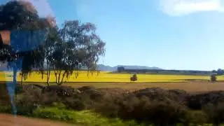 FLOWER FIELDS NEAR CERES YELLOW CANOLA Flowers in Western Cape South Africa #canola #yellowflowers
