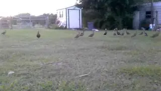Black Bellied Whistling Ducks