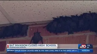 LA Bat Infestation