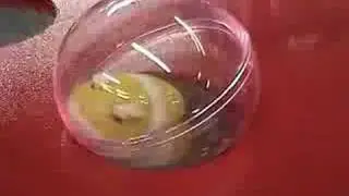 Hamster Rumble
