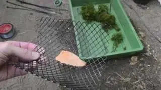 Java Moss And Cherry Shrimps In Greenhouse Pond