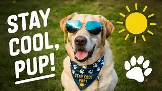 🌡️ Top 10 Dog Summer Essentials to Beat the Heat! 🧊🐾