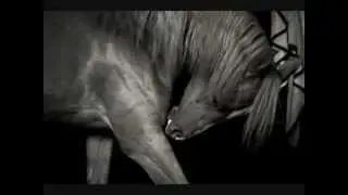 Best Natural Horse Photography