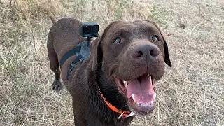 2023 - Dove Hunting from A Bird Dog's Eye-View (ShotKam)