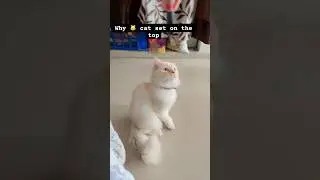 Why 🐈&zwj;⬛ cat sit on top #viral at #animals #chat #catshealth #growwithcats #catification of