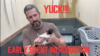 Early Scent Introduction for Puppies