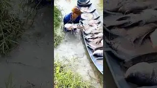 Unbelievable Haul: A Canoe Packed Full of Giant Carp!