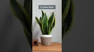 5 Poisonous Plants You Should Avoid Having Inside With Kids And Pets... @DYKKnowledgeHub#shorts