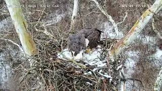 Nice visit from Mom and HM2 at Glen Hazel Bald Eagles Nest 1-17-2025